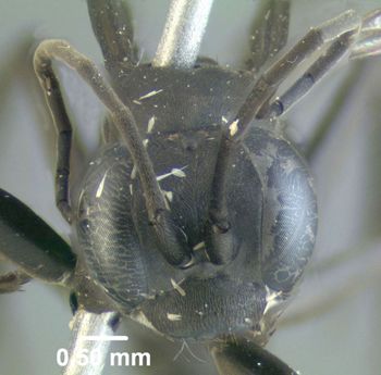 Media type: image;   Entomology 602684 Aspect: head frontal view